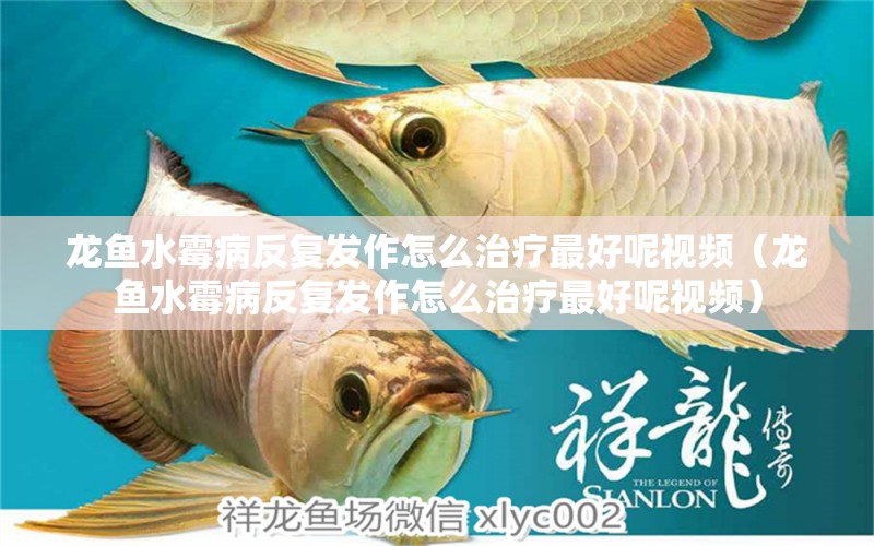 龍魚水霉病反復發(fā)作怎么治療最好呢視頻（龍魚水霉病反復發(fā)作怎么治療最好呢視頻） 龍魚疾病與治療