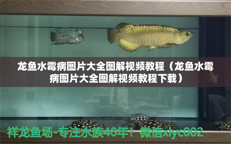 龍魚水霉病圖片大全圖解視頻教程（龍魚水霉病圖片大全圖解視頻教程下載） 龍魚疾病與治療