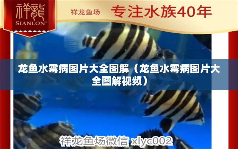 龍魚水霉病圖片大全圖解（龍魚水霉病圖片大全圖解視頻） 龍魚疾病與治療