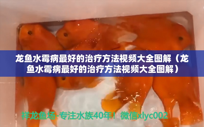 龍魚水霉病最好的治療方法視頻大全圖解（龍魚水霉病最好的治療方法視頻大全圖解）