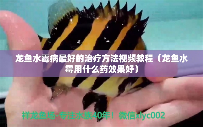 龍魚水霉病最好的治療方法視頻教程（龍魚水霉用什么藥效果好）