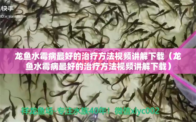 龍魚水霉病最好的治療方法視頻講解下載（龍魚水霉病最好的治療方法視頻講解下載） 龍魚疾病與治療