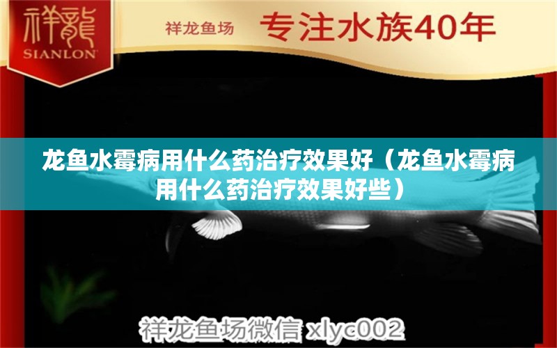 龍魚水霉病用什么藥治療效果好（龍魚水霉病用什么藥治療效果好些） 龍魚疾病與治療