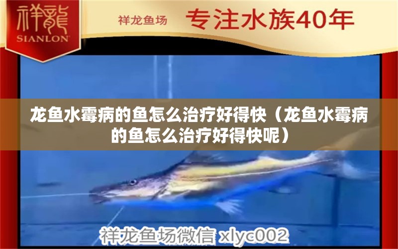 龍魚水霉病的魚怎么治療好得快（龍魚水霉病的魚怎么治療好得快呢） 龍魚疾病與治療