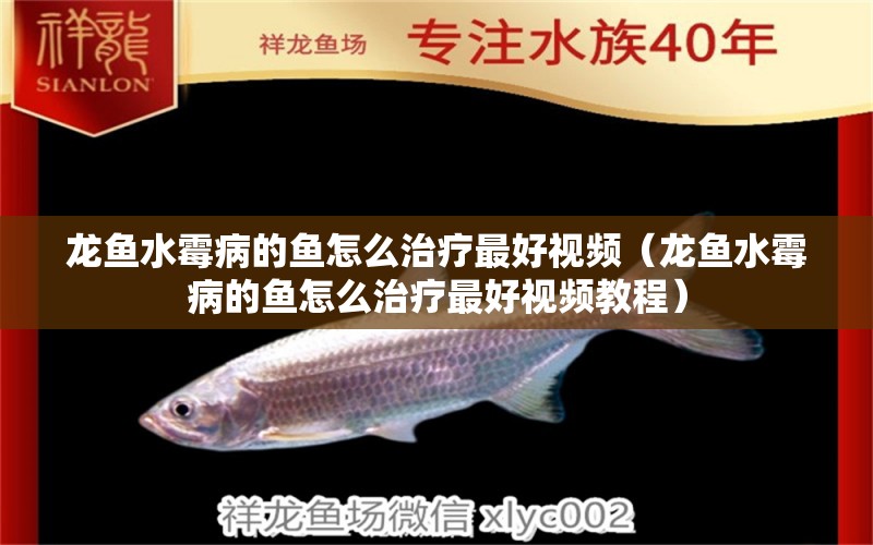 龍魚水霉病的魚怎么治療最好視頻（龍魚水霉病的魚怎么治療最好視頻教程） 龍魚疾病與治療