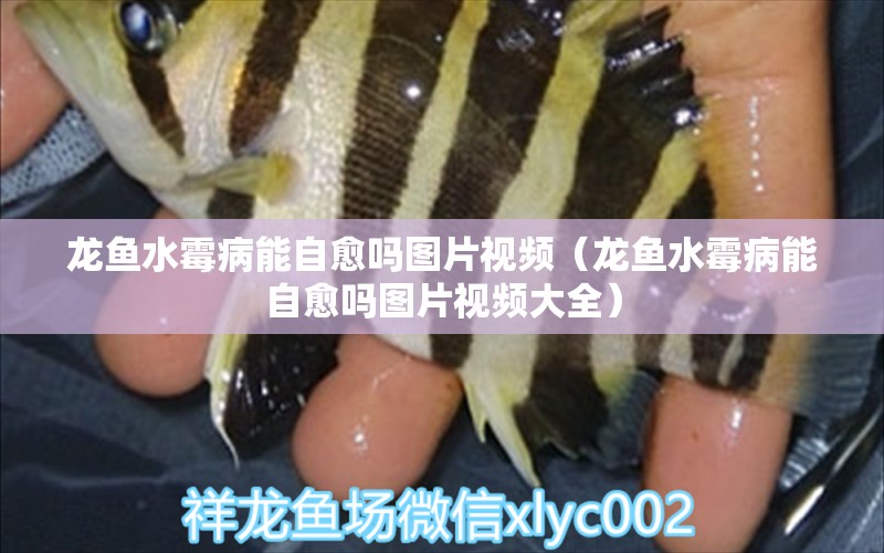 龍魚(yú)水霉病能自愈嗎圖片視頻（龍魚(yú)水霉病能自愈嗎圖片視頻大全） 龍魚(yú)疾病與治療