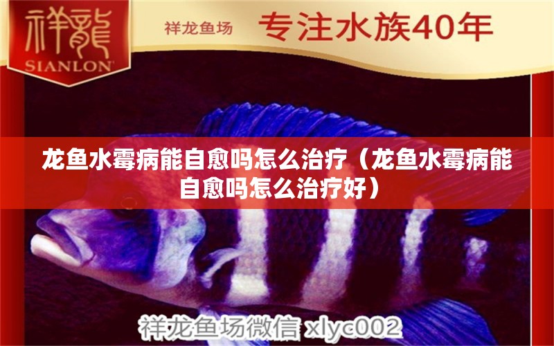 龍魚(yú)水霉病能自愈嗎怎么治療（龍魚(yú)水霉病能自愈嗎怎么治療好）