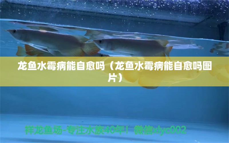 龍魚水霉病能自愈嗎（龍魚水霉病能自愈嗎圖片）