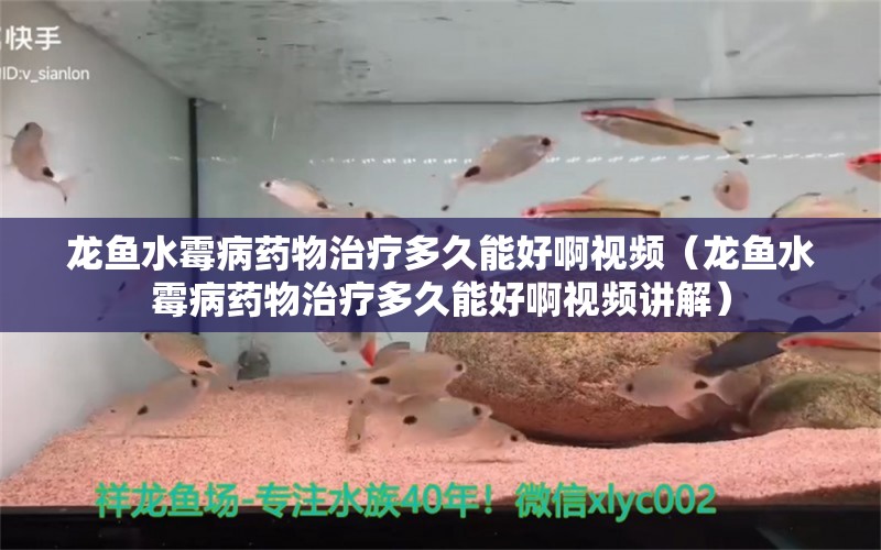 龍魚(yú)水霉病藥物治療多久能好啊視頻（龍魚(yú)水霉病藥物治療多久能好啊視頻講解） 龍魚(yú)疾病與治療