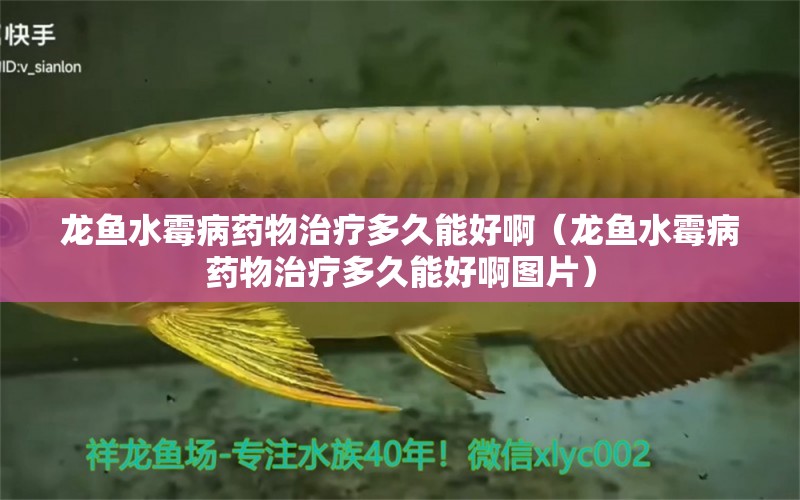 龍魚水霉病藥物治療多久能好?。堲~水霉病藥物治療多久能好啊圖片）