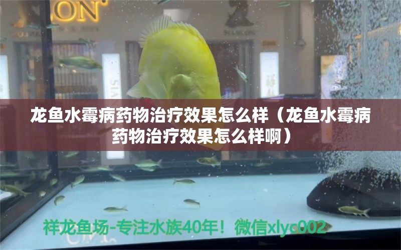 龍魚水霉病藥物治療效果怎么樣（龍魚水霉病藥物治療效果怎么樣?。?廣州龍魚批發(fā)市場(chǎng)