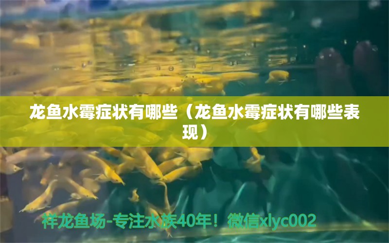 龍魚水霉癥狀有哪些（龍魚水霉癥狀有哪些表現(xiàn)）