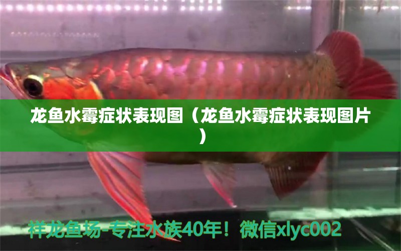 龍魚水霉癥狀表現(xiàn)圖（龍魚水霉癥狀表現(xiàn)圖片）