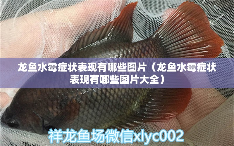 龍魚水霉癥狀表現(xiàn)有哪些圖片（龍魚水霉癥狀表現(xiàn)有哪些圖片大全）