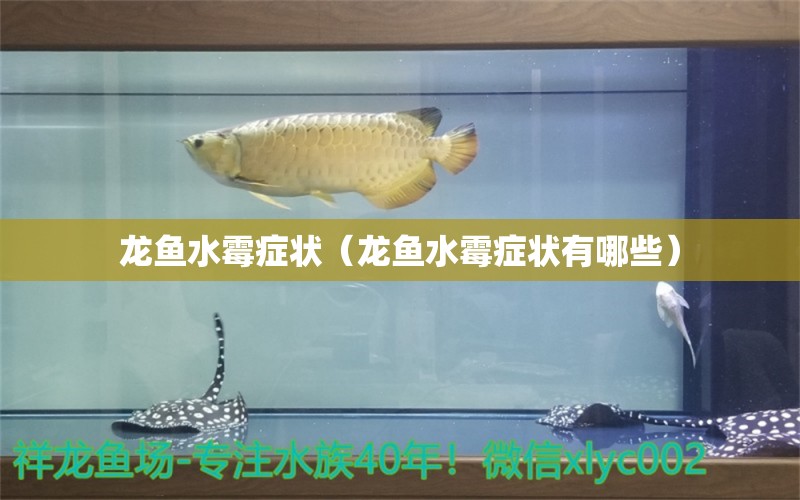 龍魚(yú)水霉癥狀（龍魚(yú)水霉癥狀有哪些）