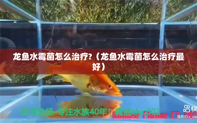 龍魚水霉菌怎么治療?（龍魚水霉菌怎么治療最好） 廣州龍魚批發(fā)市場