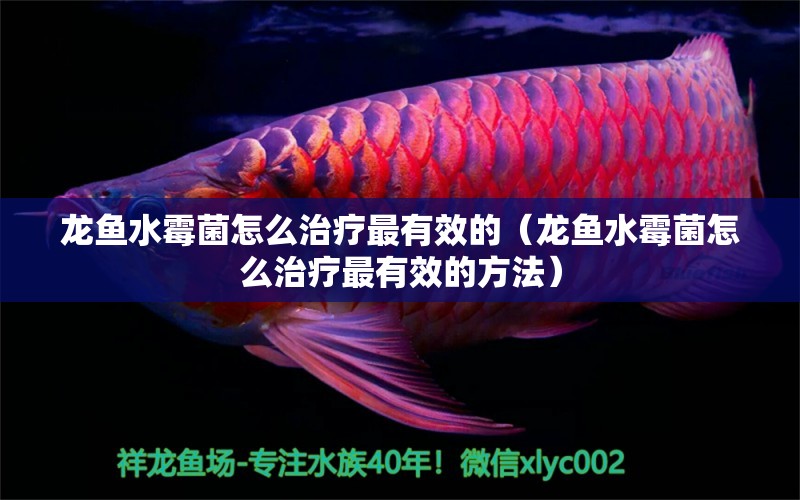 龍魚水霉菌怎么治療最有效的（龍魚水霉菌怎么治療最有效的方法） 龍魚疾病與治療