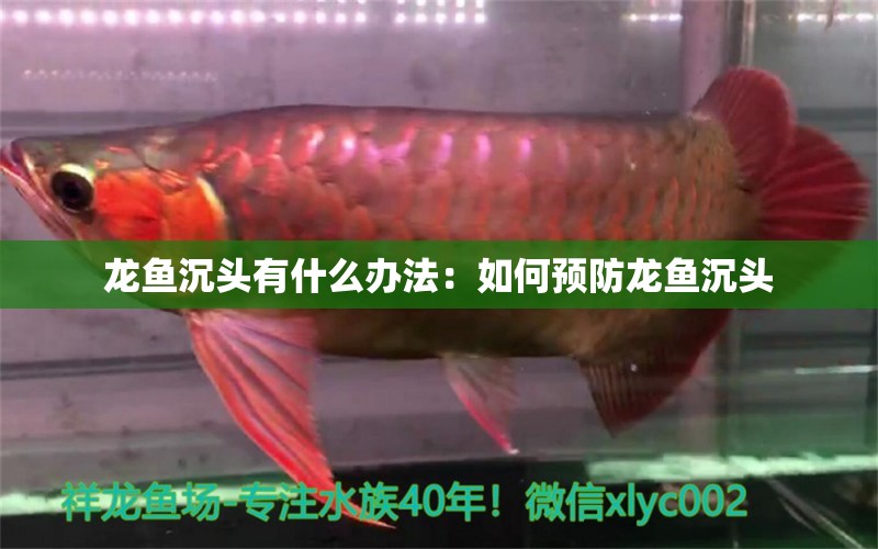 龍魚(yú)沉頭有什么辦法：如何預(yù)防龍魚(yú)沉頭 龍魚(yú)百科 第2張