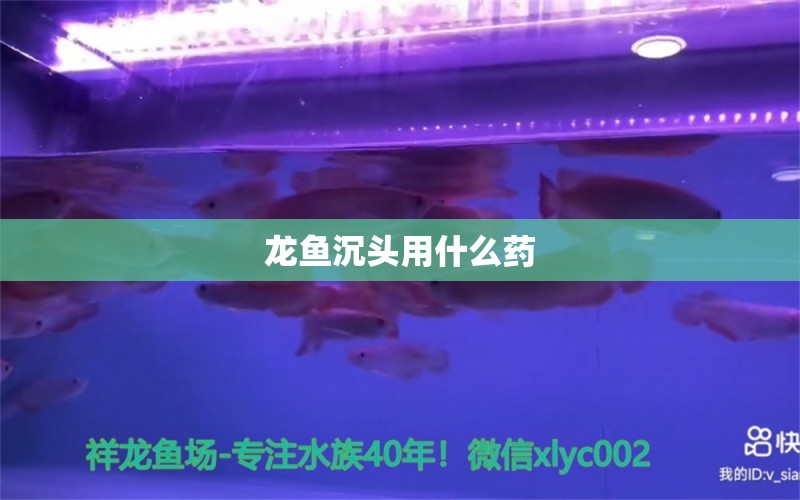 龍魚沉頭用什么藥 水族問答 第1張