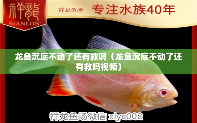 龍魚沉底不動了還有救嗎（龍魚沉底不動了還有救嗎視頻）