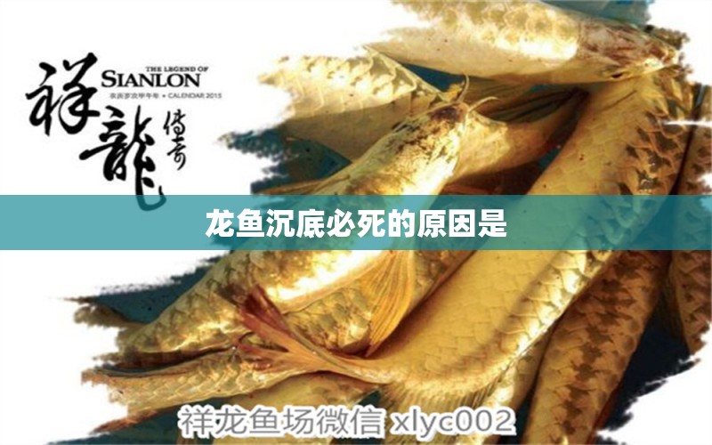 龍魚(yú)沉底必死的原因是 祥龍魚(yú)場(chǎng)