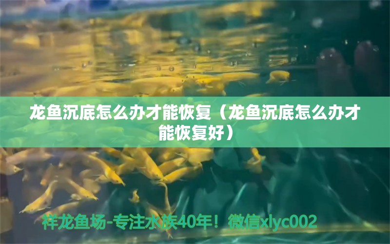 龍魚沉底怎么辦才能恢復(fù)（龍魚沉底怎么辦才能恢復(fù)好）