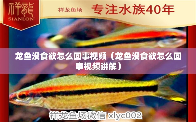 龍魚沒食欲怎么回事視頻（龍魚沒食欲怎么回事視頻講解） 龍魚疾病與治療