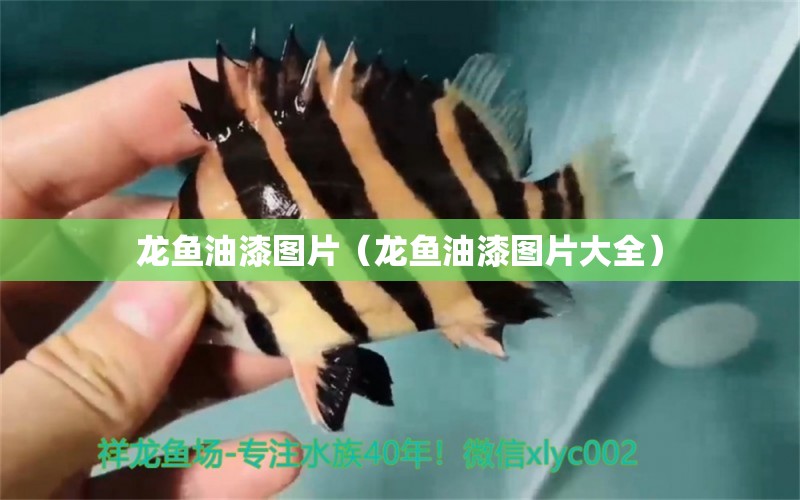 龍魚油漆圖片（龍魚油漆圖片大全）