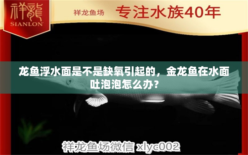 龍魚浮水面是不是缺氧引起的，金龍魚在水面吐泡泡怎么辦？ 一眉道人魚苗 第1張