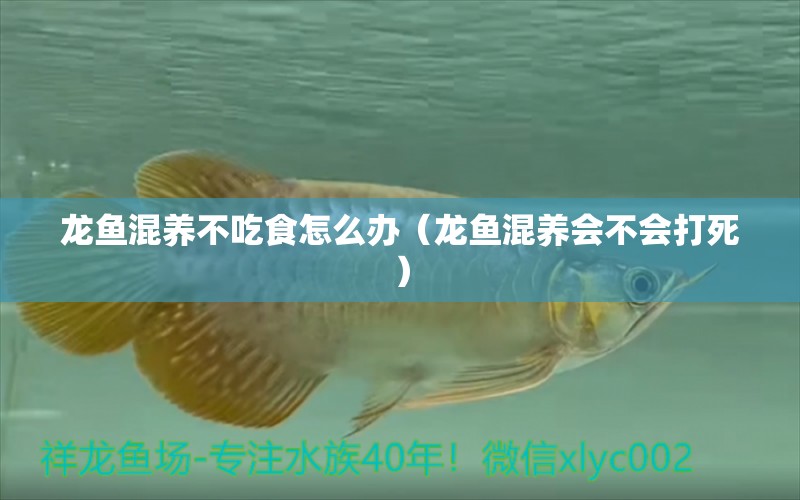 龍魚混養(yǎng)不吃食怎么辦（龍魚混養(yǎng)會不會打死）