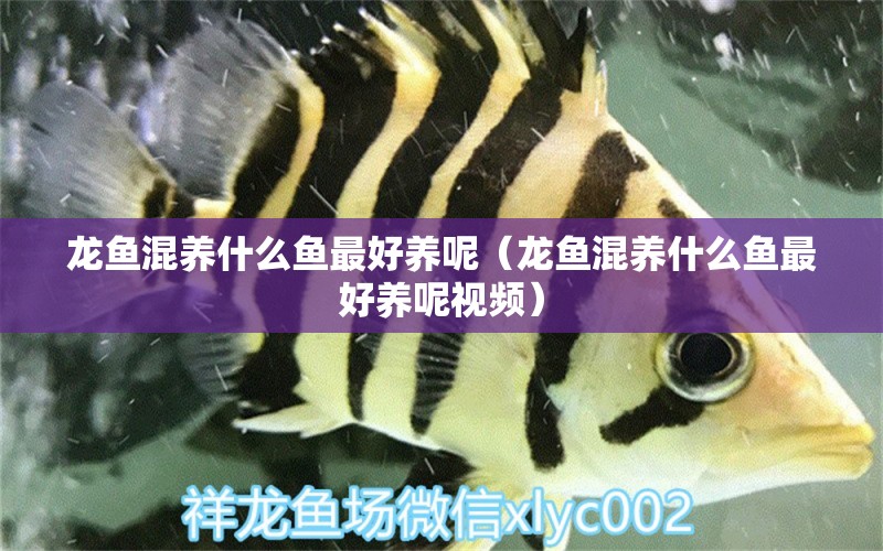 龍魚混養(yǎng)什么魚最好養(yǎng)呢（龍魚混養(yǎng)什么魚最好養(yǎng)呢視頻） 廣州龍魚批發(fā)市場