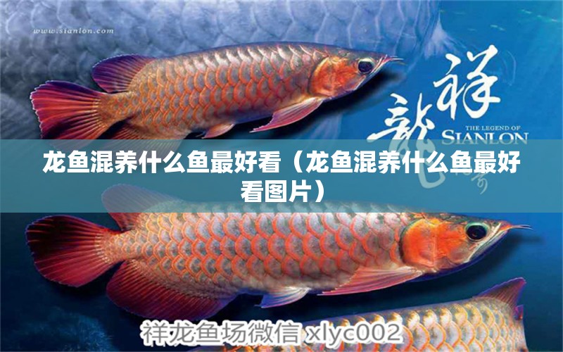 龍魚混養(yǎng)什么魚最好看（龍魚混養(yǎng)什么魚最好看圖片）