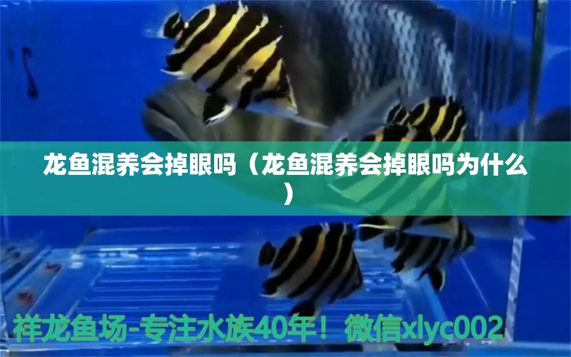 龍魚混養(yǎng)會掉眼嗎（龍魚混養(yǎng)會掉眼嗎為什么）