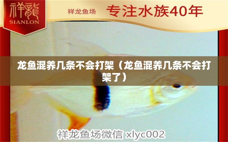 龍魚混養(yǎng)幾條不會打架（龍魚混養(yǎng)幾條不會打架了） 龍魚疾病與治療