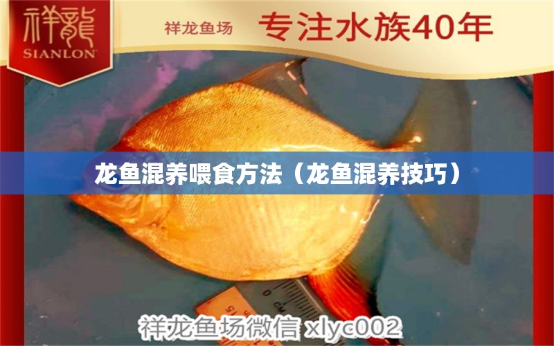 龍魚(yú)混養(yǎng)喂食方法（龍魚(yú)混養(yǎng)技巧）