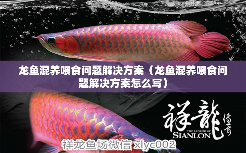 龍魚混養(yǎng)喂食問題解決方案（龍魚混養(yǎng)喂食問題解決方案怎么寫）