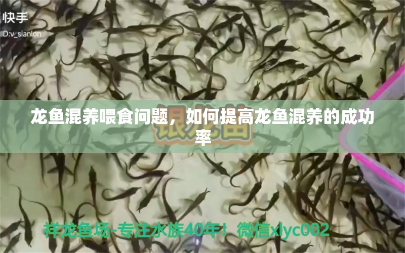 龍魚混養(yǎng)喂食問題，如何提高龍魚混養(yǎng)的成功率 龍魚百科 第2張