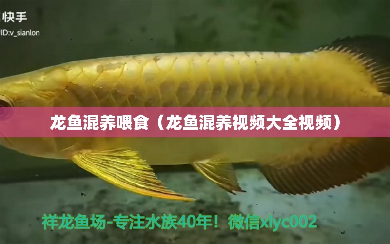 龍魚(yú)混養(yǎng)喂食（龍魚(yú)混養(yǎng)視頻大全視頻）