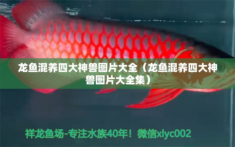 龍魚混養(yǎng)四大神獸圖片大全（龍魚混養(yǎng)四大神獸圖片大全集）