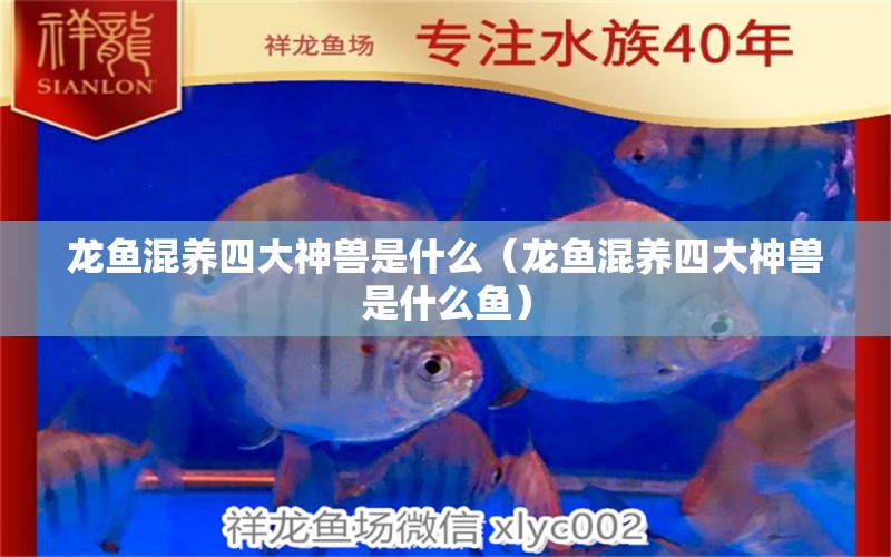 龍魚混養(yǎng)四大神獸是什么（龍魚混養(yǎng)四大神獸是什么魚）