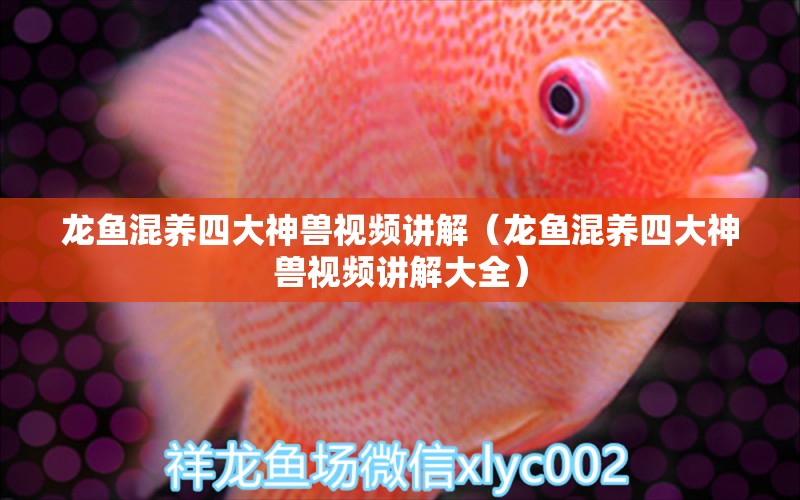 龍魚混養(yǎng)四大神獸視頻講解（龍魚混養(yǎng)四大神獸視頻講解大全）