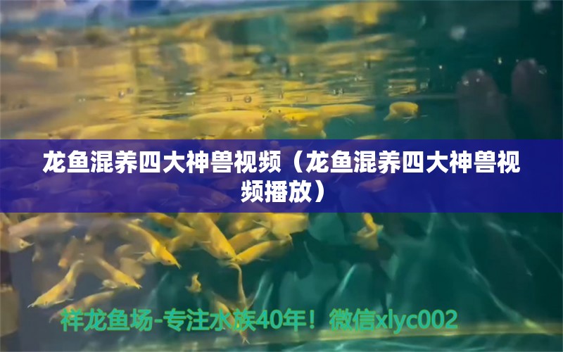 龍魚混養(yǎng)四大神獸視頻（龍魚混養(yǎng)四大神獸視頻播放）