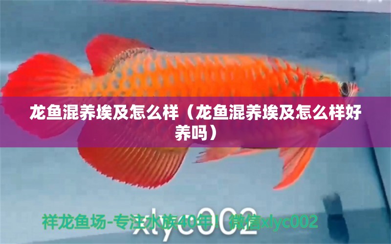 龍魚混養(yǎng)埃及怎么樣（龍魚混養(yǎng)埃及怎么樣好養(yǎng)嗎）