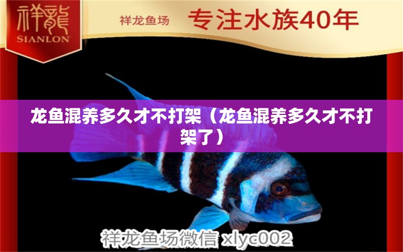 龍魚(yú)混養(yǎng)多久才不打架（龍魚(yú)混養(yǎng)多久才不打架了） 廣州龍魚(yú)批發(fā)市場(chǎng)