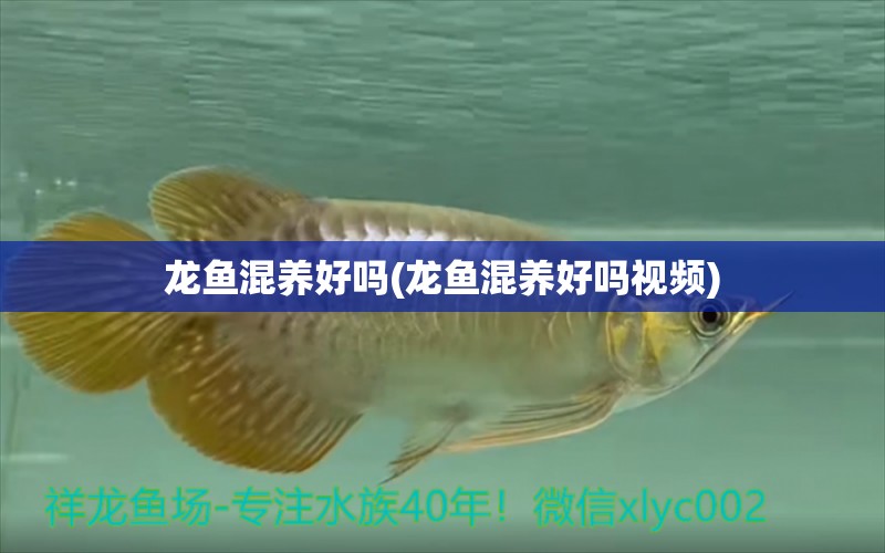 龍魚混養(yǎng)好嗎(龍魚混養(yǎng)好嗎視頻)