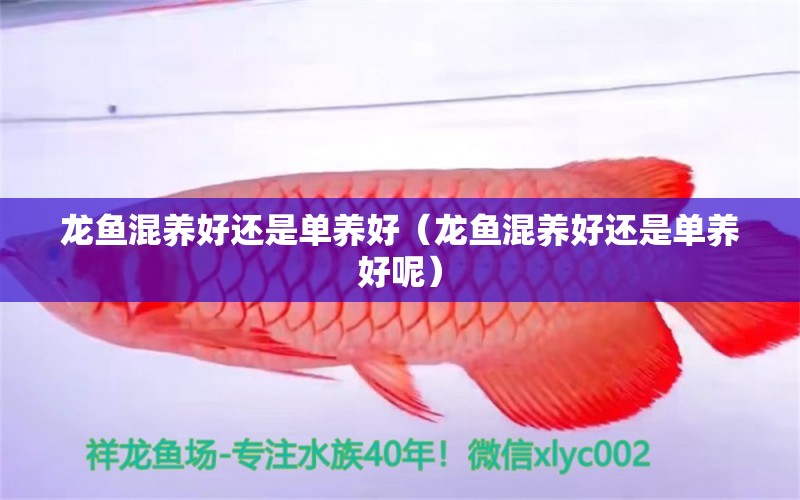 龍魚(yú)混養(yǎng)好還是單養(yǎng)好（龍魚(yú)混養(yǎng)好還是單養(yǎng)好呢）