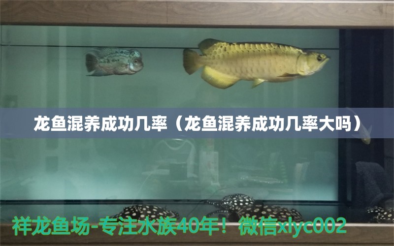 龍魚混養(yǎng)成功幾率（龍魚混養(yǎng)成功幾率大嗎） 龍魚疾病與治療