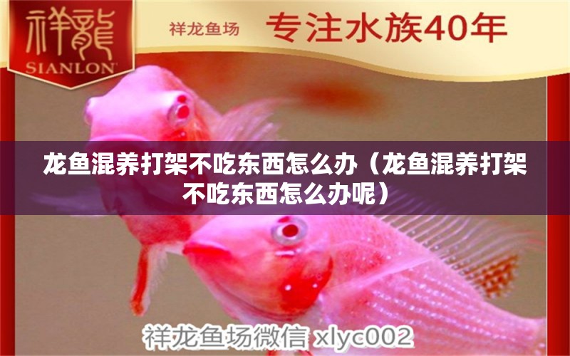 龍魚混養(yǎng)打架不吃東西怎么辦（龍魚混養(yǎng)打架不吃東西怎么辦呢）