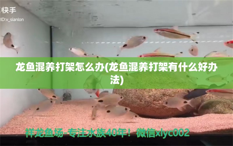 龍魚混養(yǎng)打架怎么辦(龍魚混養(yǎng)打架有什么好辦法) 斑馬鴨嘴魚