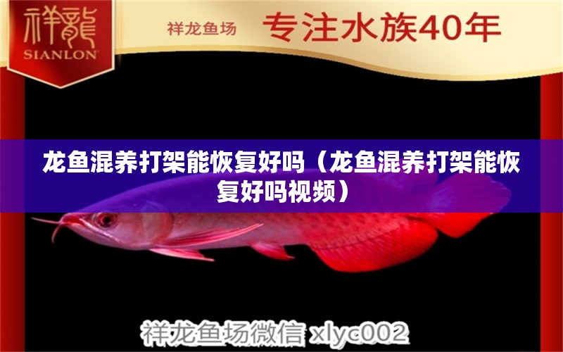 龍魚混養(yǎng)打架能恢復(fù)好嗎（龍魚混養(yǎng)打架能恢復(fù)好嗎視頻）